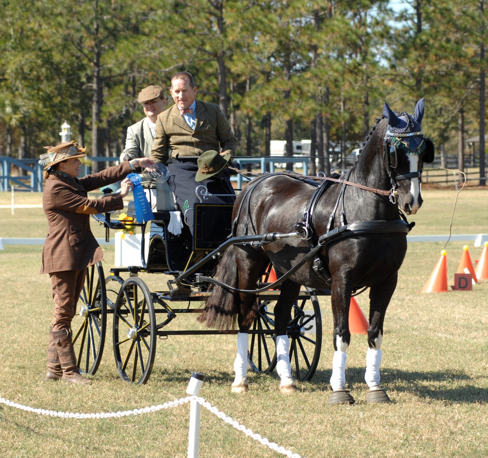 DHH, horse for sale, Team sterling