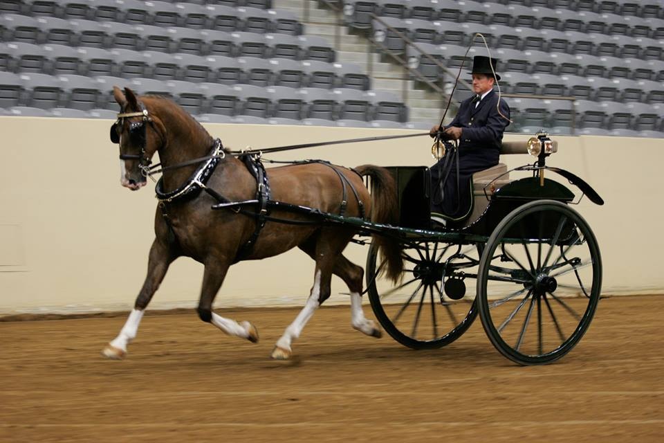 carriage for sale, cart for sale, gig for sale